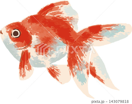 金魚のフルカラーイラスト 手書き風デフォルメ（観賞魚・和風・夏・素材） 143079818