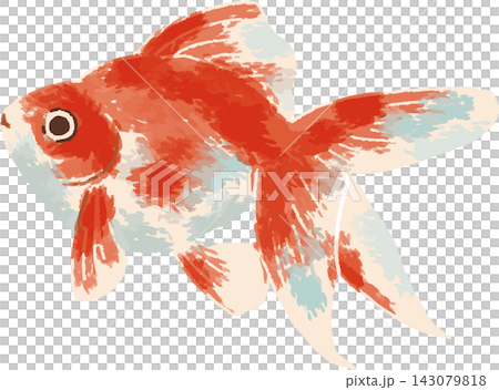 金魚のフルカラーイラスト 手書き風デフォルメ（観賞魚・和風・夏・素材） 143079818