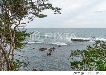 松林の間から眺める五浦海岸の岩礁と波立つ太平洋（茨城県北茨城市） 143080569