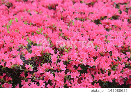 April 30 2026 Pink azalea flowers blooming in dense clusters April 30 2026 Pink azalea flowers blooming in dense clusters 143080625