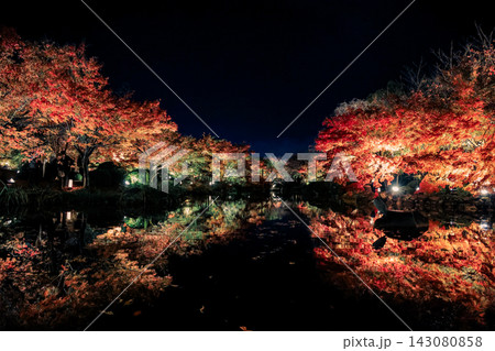 Nov 25 2025 Glowing Autumn Maples Reflecting in To ji Temple Pond 143080858