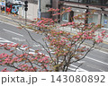 April 30 2026 Pink dogwood blossoms over quiet urban street in spring 143080892