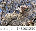 青空に映える桜 143081230
