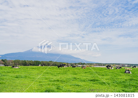 富士宮市の朝霧高原の風景(静岡県) 富士宮市の朝霧高原の風景(静岡県) 143081815