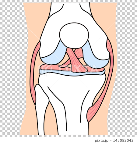Structure of the knee joint: Front view, ligaments, and structure. Structure of the knee joint: Front view, ligaments, and structure. 143082042