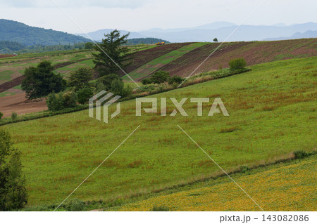 夏の美瑛の風景 夏の美瑛の風景 143082086