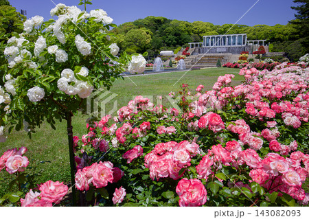 20260518須磨離宮公園 143082093