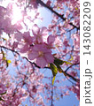 春の光を浴びて咲き誇る濃いピンク色の桜の花びら 143082209