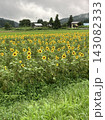 どこか懐かしい日本の原風景・山あいに広がる黄色いひまわり畑 143082333