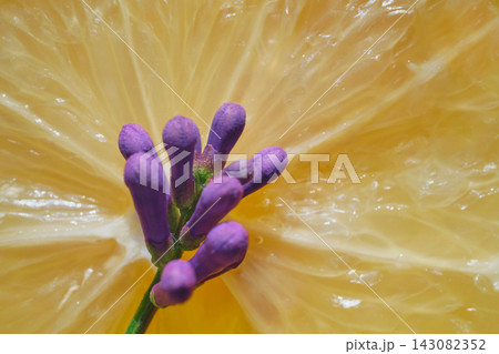 Purple lavender buds against bright yellow lemon slice showcasing color contrast and freshness Purple lavender buds against bright yellow lemon slice showcasing color contrast and freshness 143082352
