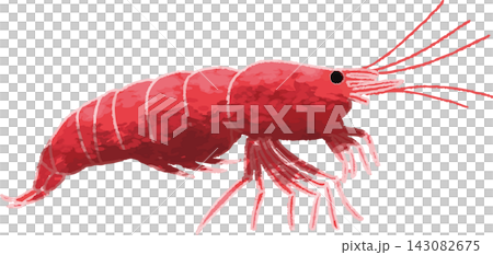 櫻桃蝦的全彩插圖,手繪風格(觀賞蝦,水族箱,材料)。 櫻桃蝦的全彩插圖,手繪風格(觀賞蝦,水族箱,材料)。 143082675