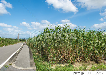 沖縄県八重瀬町のさとうきび畑 沖縄県八重瀬町のさとうきび畑 143082757