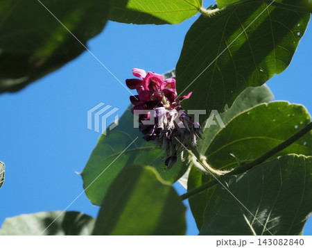 秋の七草 マメ科クズの花 秋の七草 マメ科クズの花 143082840