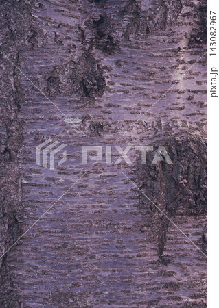 桜の木の樹皮 桜の木の幹 桜の木の樹皮 桜の木の幹 143082967