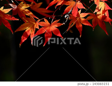 鮮やかなモミジの紅葉・バック黒 143083151