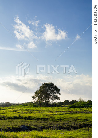 Single Tree in Green Field Under Bright Blue Sky 143083606