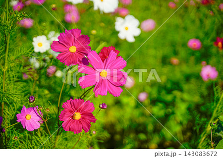 緑のぼけを背景に鮮やかに咲くピンクのコスモス（Cosmos bipinnatus） 143083672