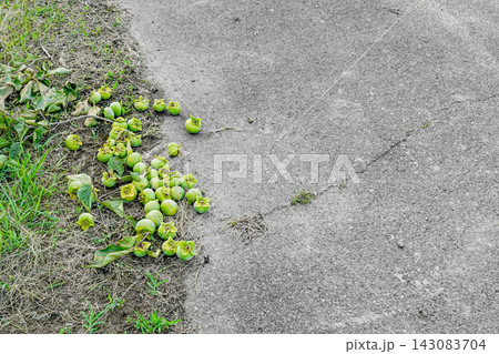 農道脇に落ちた未熟な青柿 Diospyros kaki 143083704