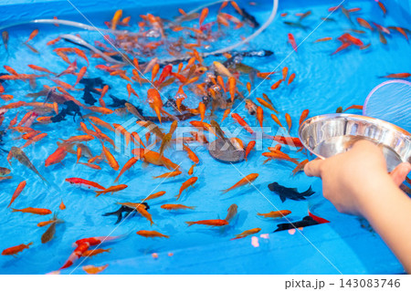 日本の夏祭りで楽しむ伝統的な金魚すくいと色鮮やかな金魚 143083746