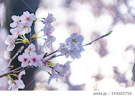 明るい玉ボケに浮かぶ春の桜の花 明るい玉ボケに浮かぶ春の桜の花 143083758