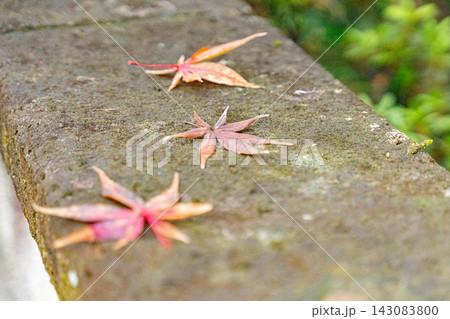 風化した石の上に落ちたイロハモミジの紅葉 風化した石の上に落ちたイロハモミジの紅葉 143083800