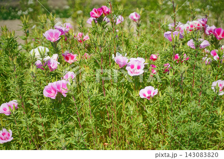 日差しの中で咲くピンクと白のゴデチアの花 日差しの中で咲くピンクと白のゴデチアの花 143083820