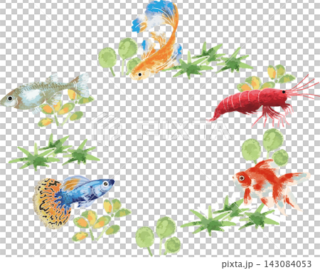 A full-color, circular illustration of ornamental fish and aquatic plants, in a hand-drawn, stylized style (circular frame, aquarium). A full-color, circular illustration of ornamental fish and aquatic plants, in a hand-drawn, stylized style (circular frame, aquarium). 143084053