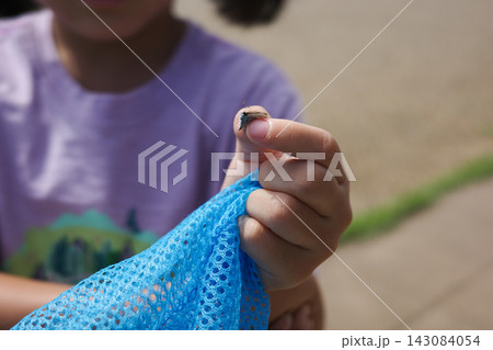 小さい蝶をつまむ子供の手元と青い虫捕り網 小さい蝶をつまむ子供の手元と青い虫捕り網 143084054