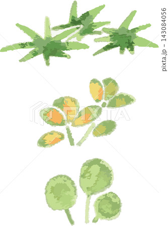 水草3種のフルカラーイラストセット 手書き風デフォルメ(アクアリウム・ワンポイント・ワンセット素材) 水草3種のフルカラーイラストセット 手書き風デフォルメ(アクアリウム・ワンポイント・ワンセット素材) 143084056