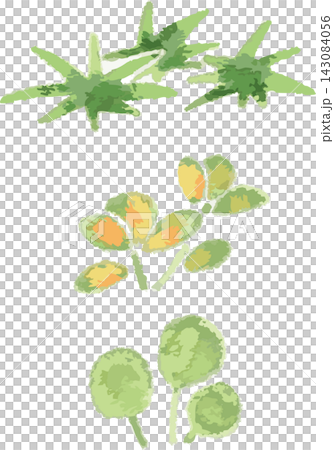 水草3種のフルカラーイラストセット 手書き風デフォルメ(アクアリウム・ワンポイント・ワンセット素材) 水草3種のフルカラーイラストセット 手書き風デフォルメ(アクアリウム・ワンポイント・ワンセット素材) 143084056