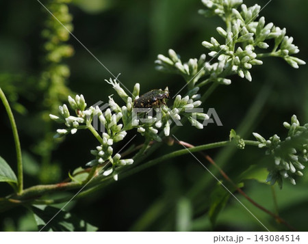 ヒヨドリバナ訪花昆虫　コガネムシ科コアオハナムグリ 143084514