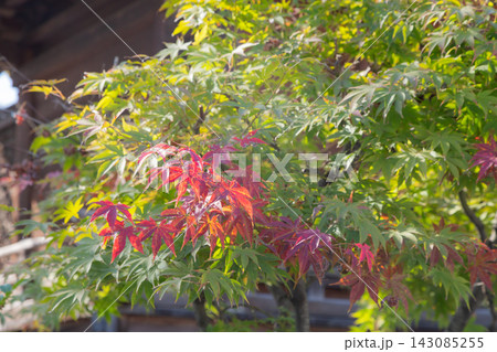【日本】東京都江東区の深川八不動堂の一部が赤く紅葉した紅葉の木 【日本】東京都江東区の深川八不動堂の一部が赤く紅葉した紅葉の木 143085255