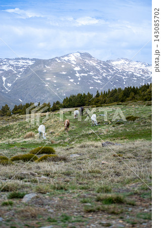 Horses on green meadow in the spring in Sierra Nevada National Park, Spain Horses on green meadow in the spring in Sierra Nevada National Park, Spain 143085702