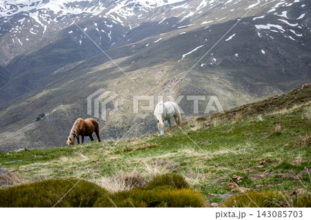 Horses on green meadow in the spring in Sierra Nevada National Park, Spain 143085703