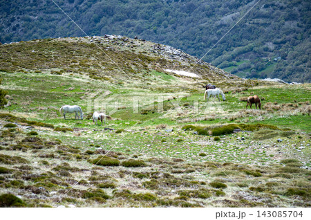 Horses on green meadow in the spring in Sierra Nevada National Park, Spain 143085704