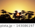 夕日に輝く彼岸花のシルエット　茨城県常陸太田市・源氏川 143086197