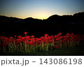 茨城県常陸太田市・源氏川の夕暮れの山並みと一面に咲くヒガンバナ 143086198