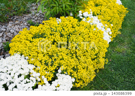 Alyssum and Iberis Flowerbed Border in Garden Alyssum and Iberis Flowerbed Border in Garden 143086399