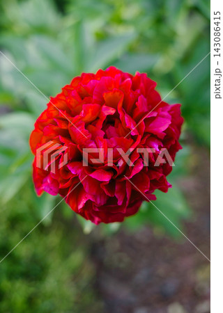 Rich Crimson Texture of Henry Bockstoce Peony Blossom Rich Crimson Texture of Henry Bockstoce Peony Blossom 143086415