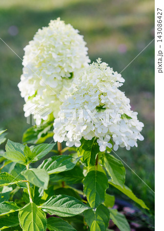 Pair of Lush White Pinky Promise Hydrangea Blossoms 143086427
