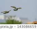 カワラバトの飛翔 143086659