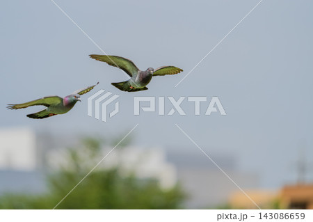 カワラバトの飛翔 カワラバトの飛翔 143086659