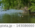 春の川を泳ぐカルガモ 143086660