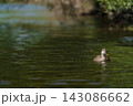 川を泳ぐカルガモ 143086662