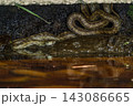 水辺に潜むアオダイショウ 143086665