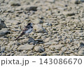 河原で佇むハクセキレイ 143086670