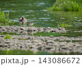 河原に佇むコチドリ 143086672