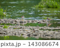 河原に佇むコチドリ 143086674