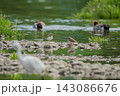 河原で見つめ合う二羽のコチドリ 143086676