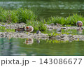 河原に佇むコチドリ 143086677